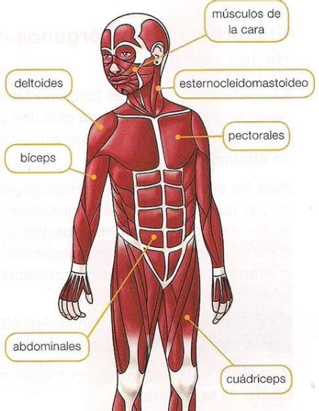 sistema muscular para niños-4